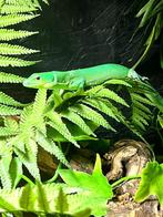 Duo of trio gastropholis prasina 1 jaar oud, Dieren en Toebehoren, Hagedis, Tam, 0 tot 2 jaar