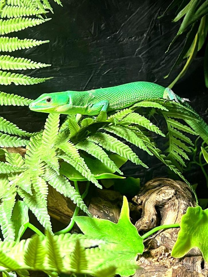 Duo of trio gastropholis prasina 1 jaar oud, Dieren en Toebehoren, Reptielen en Amfibieën, Hagedis, 0 tot 2 jaar, Tam