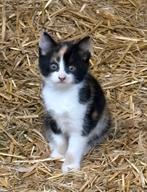 kitten, Dieren en Toebehoren, Katten en Kittens | Raskatten | Korthaar, Poes, Ontwormd, 0 tot 2 jaar
