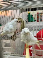 Mooi prachtig een koppel witte raza fiorino kanaries te koop, Dieren en Toebehoren, Meerdere dieren, Kleurkanarie
