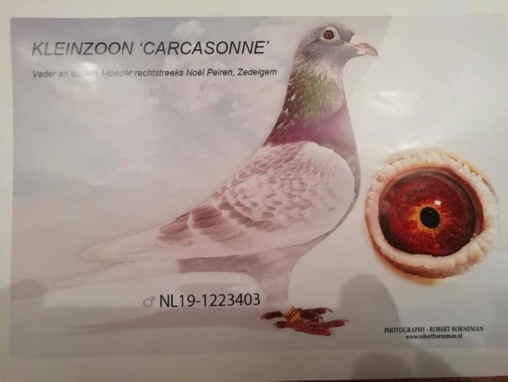 4x postduif, Dieren en Toebehoren, Vogels | Duiven, Postduif, Meerdere dieren