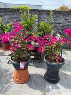 2 zeer fraaie bougainvillea’s in grote luxe schalen!!, Volle zon, Vaste plant, Zomer, Ophalen