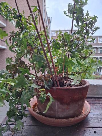 Buitenplant in Terracotta Pot beschikbaar voor biedingen