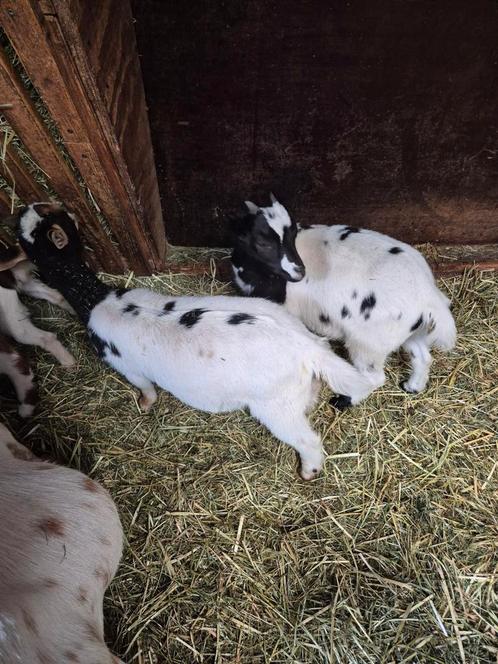4 super leuke dwerg geitjes, Dieren en Toebehoren, Schapen, Geiten en Varkens, Geit, Vrouwelijk