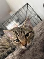 enorm lieve Kitten 4,5 maandjes, Kater, Kortharig, 0 tot 2 jaar
