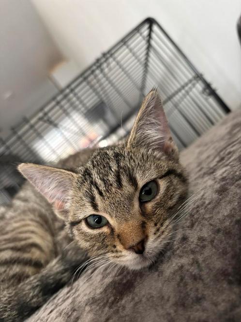 enorm lieve Kitten 4,5 maandjes, Dieren en Toebehoren, Katten en Kittens | Overige Katten, Kortharig, Kater, 0 tot 2 jaar