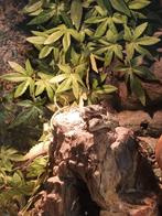 Parelhagedis (sen) te koop. (1.1) Koppel of apart., Dieren en Toebehoren, Hagedis, Met terrarium, 3 tot 6 jaar
