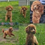 Gastgezin gezocht Toypoedel, Dieren en Toebehoren, Overige rassen, 8 tot 15 weken, Teef, Eén hond