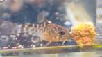 8 Jonge Corydoras sterbai's, Dieren en Toebehoren, Vis