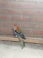 Koppel bleekkop rossela opaline, Meerdere dieren, Parkiet