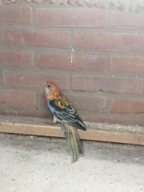 Koppel bleekkop rossela opaline, Dieren en Toebehoren, Vogels | Parkieten en Papegaaien, Parkiet, Meerdere dieren