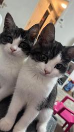 Kitten, Meerdere dieren