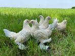 Jonge tamme Sabelpoot kriel kip gesekst + ingeënt, Dieren en Toebehoren, Pluimvee, Vrouwelijk, Kip