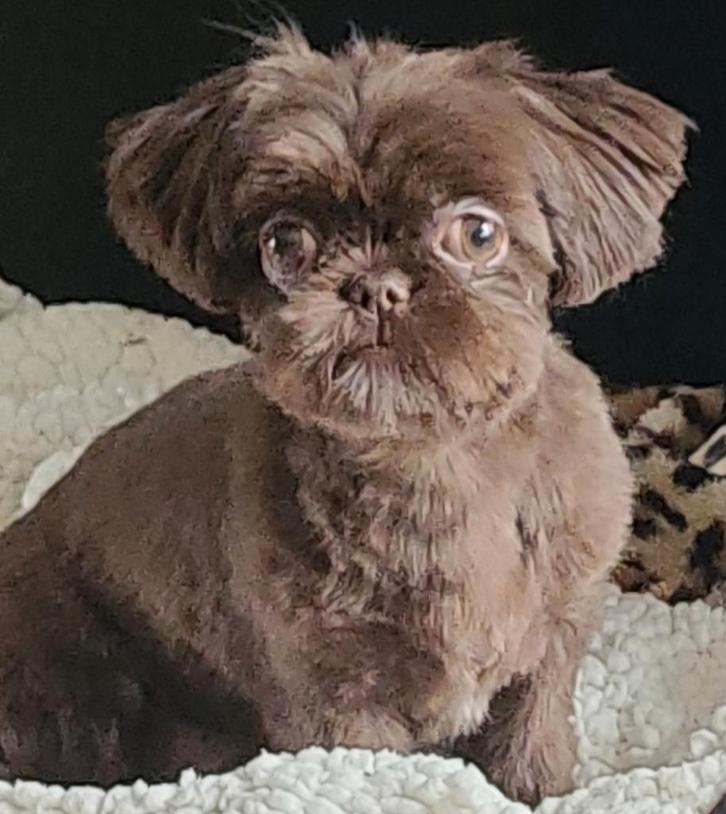 Chihuahua/shihtzu pups, Dieren en Toebehoren, Honden | Chihuahua's en Gezelschapshonden, Meerdere dieren, Chihuahua, Particulier