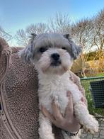 Reya, mini malteser x shih tzu teefje gesteriliseerd 2 jaar, Dieren en Toebehoren, Honden | Chihuahua's en Gezelschapshonden, Maltezer