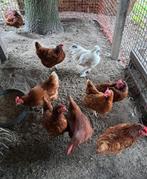 Legkippen, Dieren en Toebehoren, Vrouwelijk, Kip