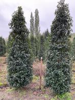 Mooie Portugese laurier tot 275 cm, Tuin en Terras, Planten | Bomen, Bloeit niet, Halfschaduw, 100 tot 250 cm, Overige soorten