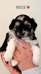 Boomer pups.., Dieren en Toebehoren, Honden | Niet-rashonden, 8 tot 15 weken, Meerdere, Meerdere dieren, Klein