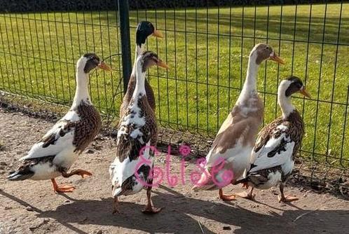 Prachtige Indische loopeenden flesseneend, Dieren en Toebehoren, Pluimvee, Eend, Vrouwelijk