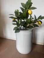 Pot wit 45x30 cm kleur wit, Huis en Inrichting, Ophalen of Verzenden, Halfschaduw, Minder dan 100 cm