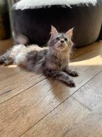 2 Maine Coon poezen, fokpoes, Mainecoon!, Poes, Met stamboom