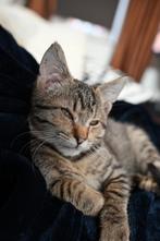 Tijgerkat kitten, lief en speels, Dieren en Toebehoren, Katten en Kittens | Raskatten | Korthaar, Poes