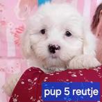Hele mooie lieve speelse Boomer pups., Dieren en Toebehoren, Honden | Niet-rashonden, CDV (hondenziekte), 8 tot 15 weken, Meerdere