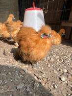 Zijdehoen haantjes, Dieren en Toebehoren, Mannelijk, Kip