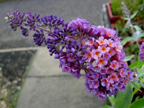 Opvallende Vlinderstruik / Buddleja Flower Power, Tuin en Terras, Planten | Tuinplanten, Vaste plant, Overige soorten, Volle zon