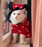 Half Siberian White Male Cat, Dieren en Toebehoren, Kater, Ontwormd, 0 tot 2 jaar