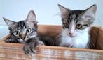 Ragdoll kittens (7juni 2925), Dieren en Toebehoren, Katten en Kittens | Raskatten | Langhaar, Kater, Ontwormd