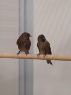 Diverse tropen en Europese cultuurvogels, Meerdere dieren, Wildzangvogel, Geringd