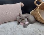 Britse korthaar kittens met stamboom lilac, Dieren en Toebehoren, Katten en Kittens | Raskatten | Korthaar, Gechipt, Poes