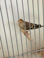Bastaard kanarie x putter, Dieren en Toebehoren, Vogels | Kanaries, Mannelijk, Bastaard