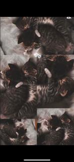Kittens, Dieren en Toebehoren, Katten en Kittens | Overige Katten, Meerdere dieren