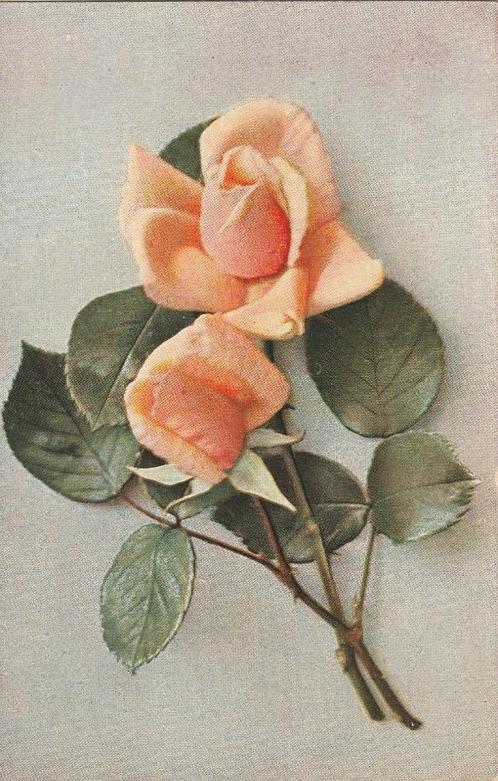 BLOEM BLOEMEN ROOS BEGIN 1900 ZEER MOOIE OUDE KAART KG888, Verzamelen, Ansichtkaarten | Themakaarten, Ongelopen, Voor 1920, Overige thema's