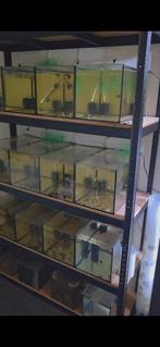 Aquarium complete kweekstelling, Ophalen, Zo goed als nieuw, Leeg aquarium