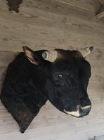 opgezette stierekop - groot exemplaar, Verzamelen, Ophalen, Nieuw, Wild dier, Opgezet dier