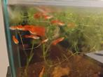 Red flamingo guppy, Vis