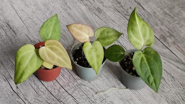 Anthurium Crystallinum x (AOS x AOS) p6, Huis en Inrichting, Kamerplanten, Minder dan 100 cm, Halfschaduw, Ophalen of Verzenden