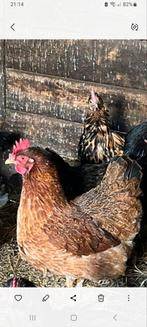 Mooie Raskippen, Dieren en Toebehoren, Pluimvee, Vrouwelijk, Kip