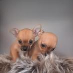 Zeer mooie & Raszuivere Chihuahua puppy's, Dieren en Toebehoren, Honden | Chihuahua's en Gezelschapshonden, Rabiës (hondsdolheid)