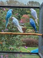 Halsbandparkieten, Dieren en Toebehoren, Vrouwelijk, Parkiet, Geringd