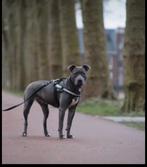 Amerikaanse stafford, CDV (hondenziekte), American Staffordshire Terriër, Teef, Eén hond