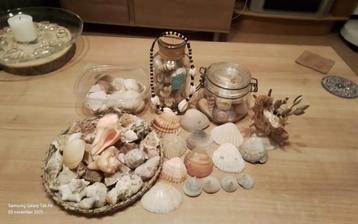 Verzameling Schelpen,1 schelp/zeepaardje v. cocktailprikkes  beschikbaar voor biedingen