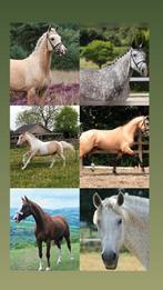 GEZOCHT: Droompaard, Dieren en Toebehoren, Stalling en Weidegang, Weidegang, 1 paard of pony
