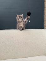 Britse Korthaar x Maine Coon kittens – speels & knuffelig 🐾, Dieren en Toebehoren, Katten en Kittens | Raskatten | Korthaar, Meerdere dieren