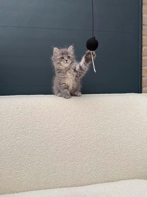 Britse Korthaar x Maine Coon kittens – speels & knuffelig 🐾, Dieren en Toebehoren, Katten en Kittens | Raskatten | Korthaar, Meerdere dieren
