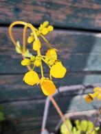Verse Zaden calceolaria biflora, Ophalen of Verzenden, Volle zon