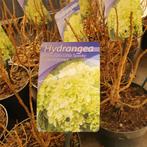 pluimhortensia's spooky (dwerg), Ophalen, Hortensia, Minder dan 100 cm